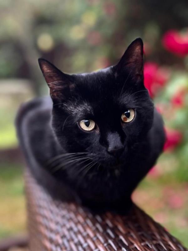 Eddie the black cat