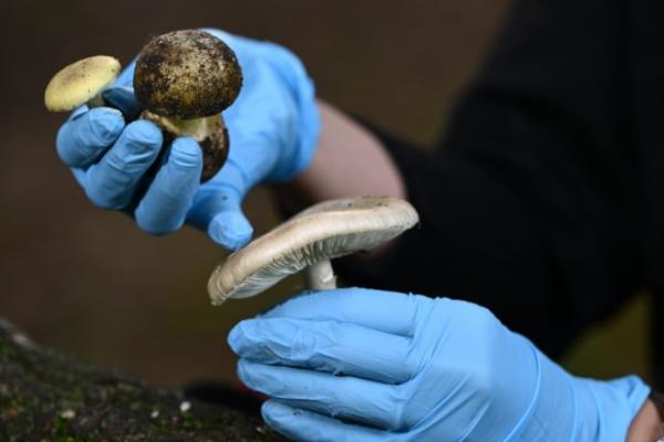 Royal Botanic Gardens Victoria research scientist Dr Camille Truong displays poiso<em></em>nous Death Cap mushrooms while speaking to media at the Royal Botanic Gardens in Melbourne, Wednesday, April 12, 2023. (AAP Image/Joel Carrett) NO ARCHIVING