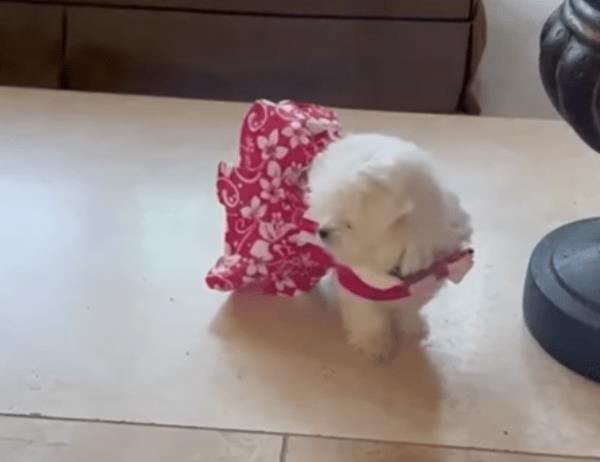 Britney's Maltese puppy Snow