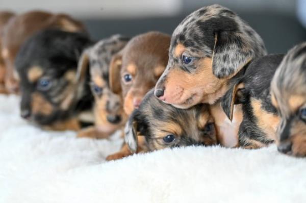 EMBARGOED UNTIL 14.00HRS BST / OCTOBER 10, 2023 Rayma Jo<em></em>nes from Leicestershire with Winnie, aged 3, her dachshund, who gave birth to 11 puppies. Here they are at 4 weeks old. October 4, 2023. See SWNS story SWSYpuppies. A dachshund has given birth to what could be a world record litter - of 11 puppies. Three-year-old Winnie bore the huge brood at home near Leicester last mo<em></em>nth (6/9). The average number of puppies in a dachshund litter is between one and six, due to their small size. Sausage dog Cheesecake gave birth to 10 in September 2021 - which made headline news. But Winnie has now beaten that number - and owner Rayma Jones, 23, thinks it may be a world record.