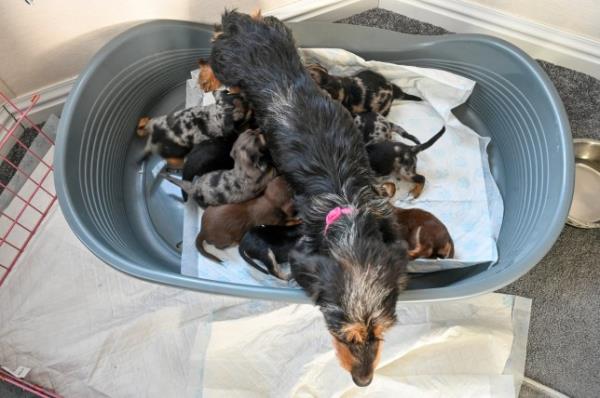 EMBARGOED UNTIL 14.00HRS BST / OCTOBER 10, 2023 Rayma Jo<em></em>nes from Leicestershire with Winnie, aged 3, her dachshund, who gave birth to 11 puppies. Here they are at 4 weeks old. October 4, 2023. See SWNS story SWSYpuppies. A dachshund has given birth to what could be a world record litter - of 11 puppies. Three-year-old Winnie bore the huge brood at home near Leicester last mo<em></em>nth (6/9). The average number of puppies in a dachshund litter is between one and six, due to their small size. Sausage dog Cheesecake gave birth to 10 in September 2021 - which made headline news. But Winnie has now beaten that number - and owner Rayma Jones, 23, thinks it may be a world record.