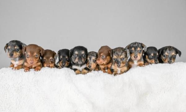 EMBARGOED UNTIL 14.00HRS BST / OCTOBER 10, 2023 Rayma Jo<em></em>nes from Leicestershire with Winnie, aged 3, her dachshund, who gave birth to 11 puppies. Here they are at 4 weeks old. October 4, 2023. See SWNS story SWSYpuppies. A dachshund has given birth to what could be a world record litter - of 11 puppies. Three-year-old Winnie bore the huge brood at home near Leicester last mo<em></em>nth (6/9). The average number of puppies in a dachshund litter is between one and six, due to their small size. Sausage dog Cheesecake gave birth to 10 in September 2021 - which made headline news. But Winnie has now beaten that number - and owner Rayma Jones, 23, thinks it may be a world record.