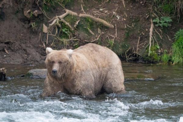 In this photo provided by the Natio<em></em>nal Park Service is Grazeer, the winner of the 2023 Fat Bear Contest, at Katmai Natio<em></em>nal Park, Alaska on Sept. 14, 2023. The park holds an annual co<em></em>ntest in which people logging on to live webcams in park pick the fattest bear of the year. Grazer had 108,321 votes to handily beat Chunk, who has 23,134 votes, in the Oct. 10, 2023, finals. (F. Jimenez/Natio<em></em>nal Park Service via AP)