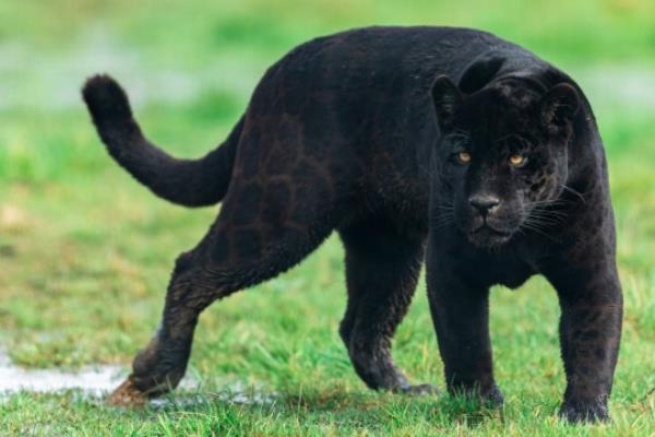 Portrait of a black jaguar in the forest; Shutterstock ID 1665535177; purchase_order: -; job: -; client: -; other: -