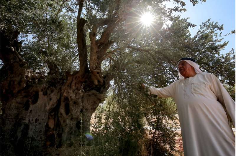 Jordan's oldest olive trees 